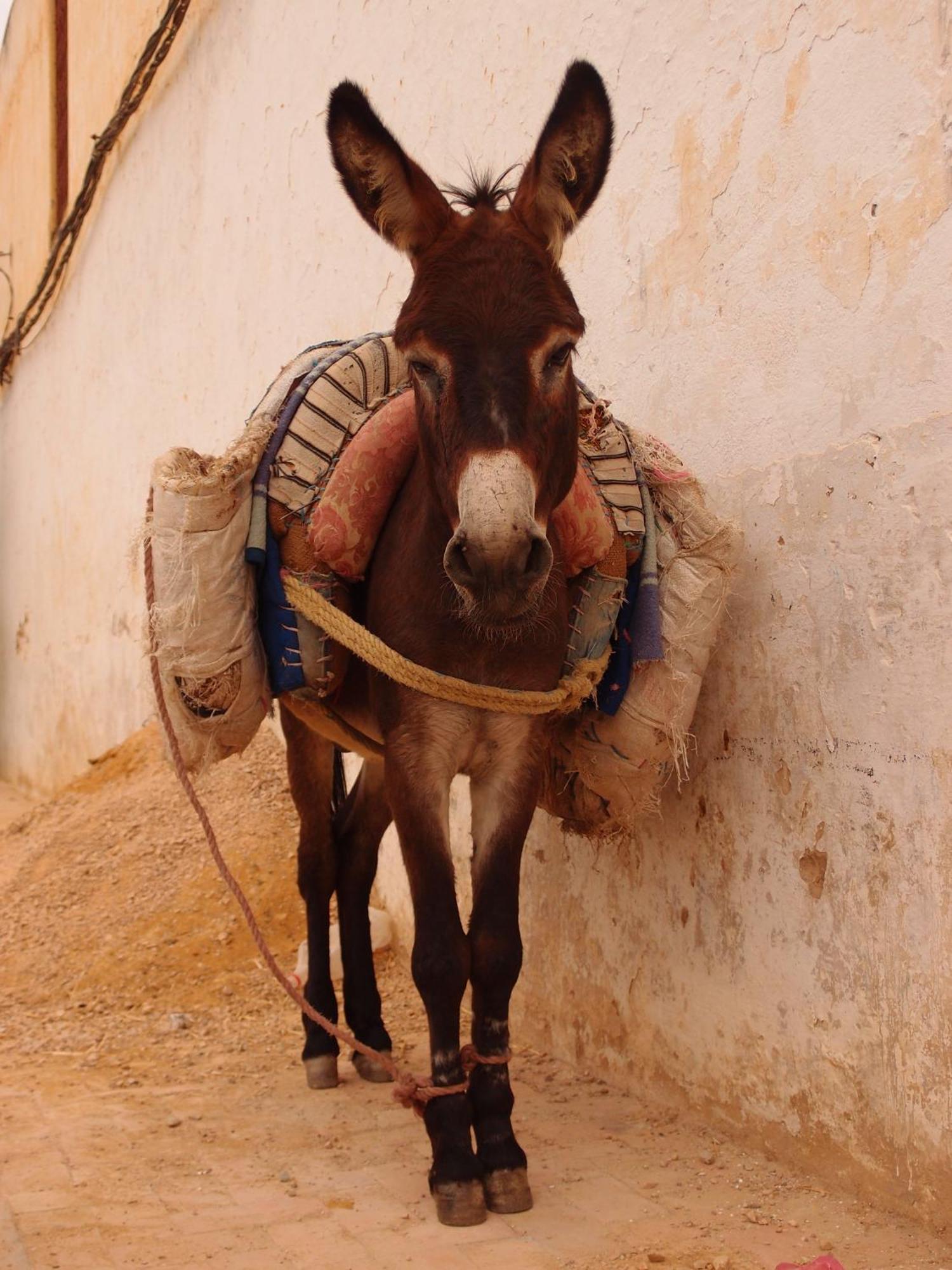 Dar 7 Louyat